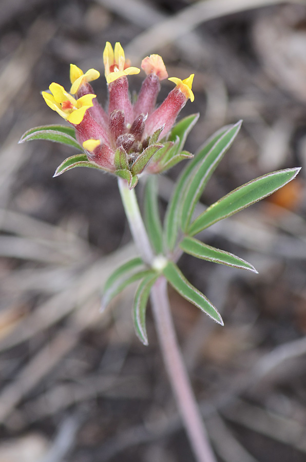 Anthyllis vulneraria / Vulneraria comune